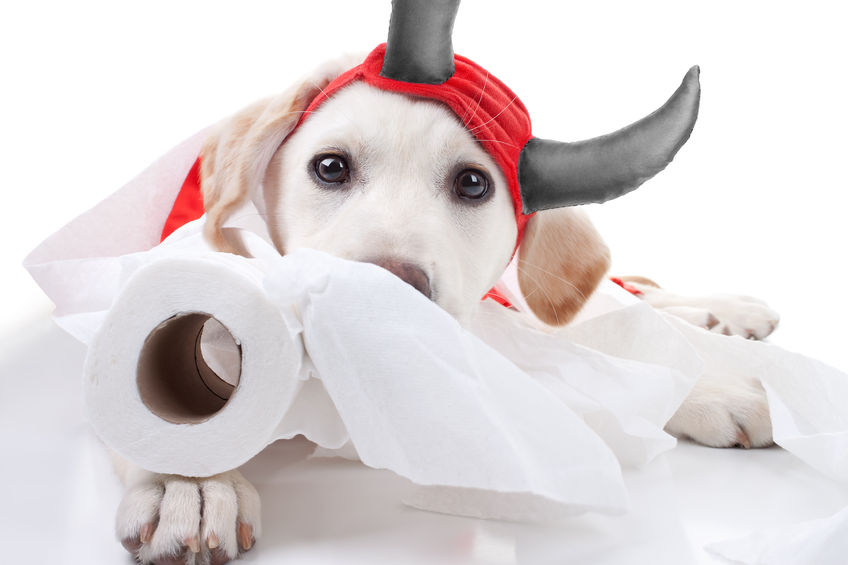 Dog Devil Costume