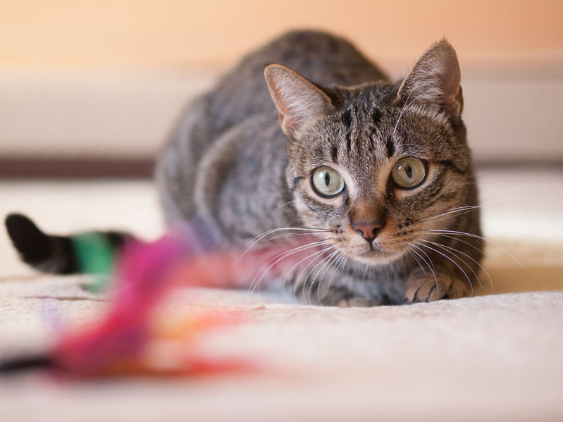 cat feather toy