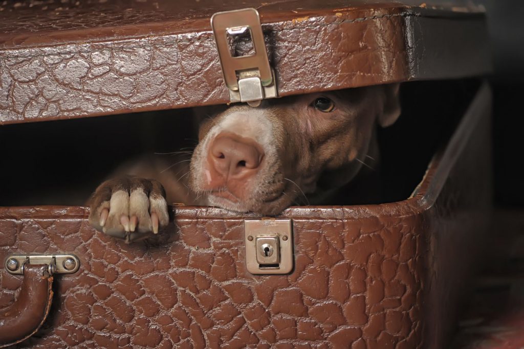 dog in suitcase