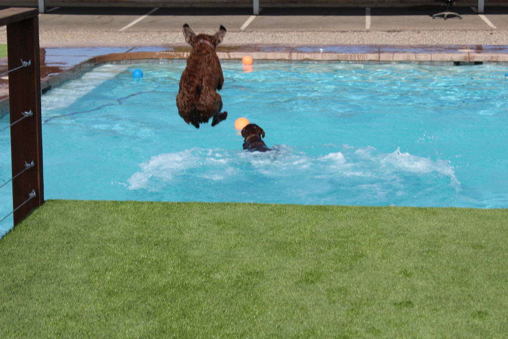 dog jump dock