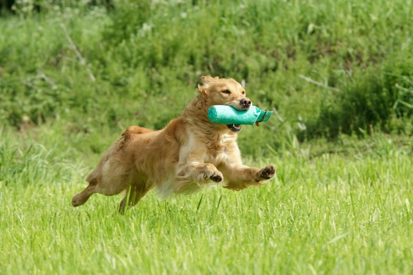 golden retriever