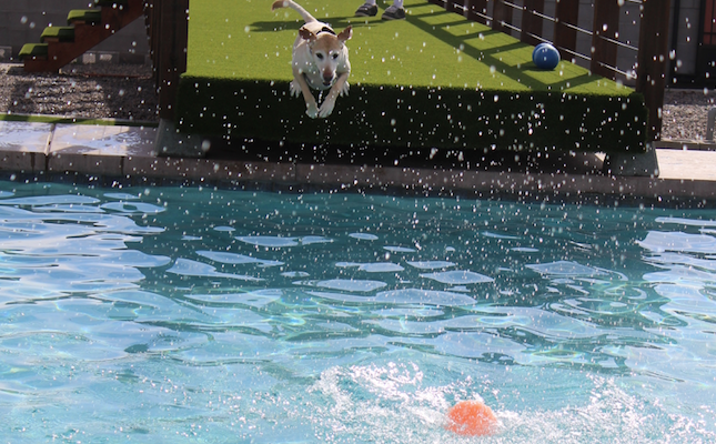 dog and ball