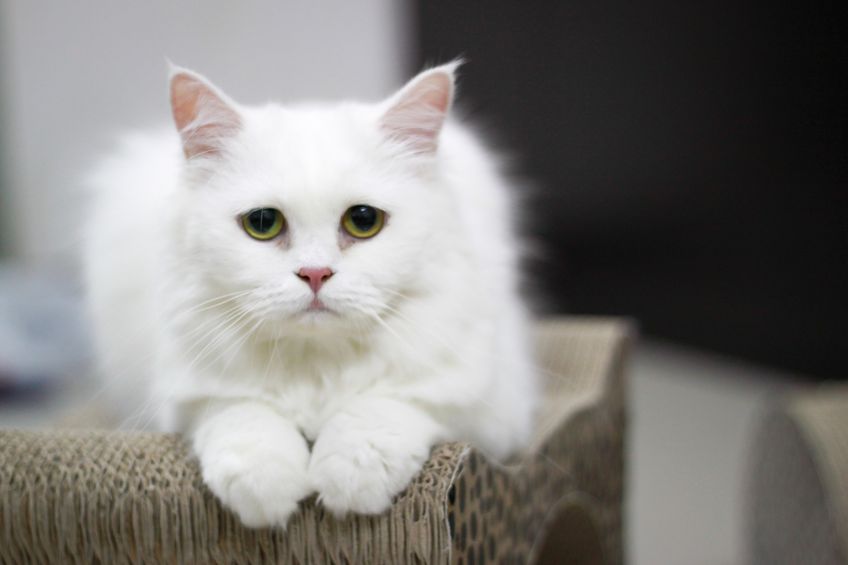 persian cat