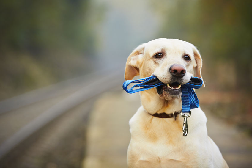 dog with leash