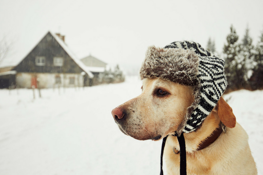 cold dog