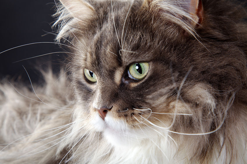 main coon cat