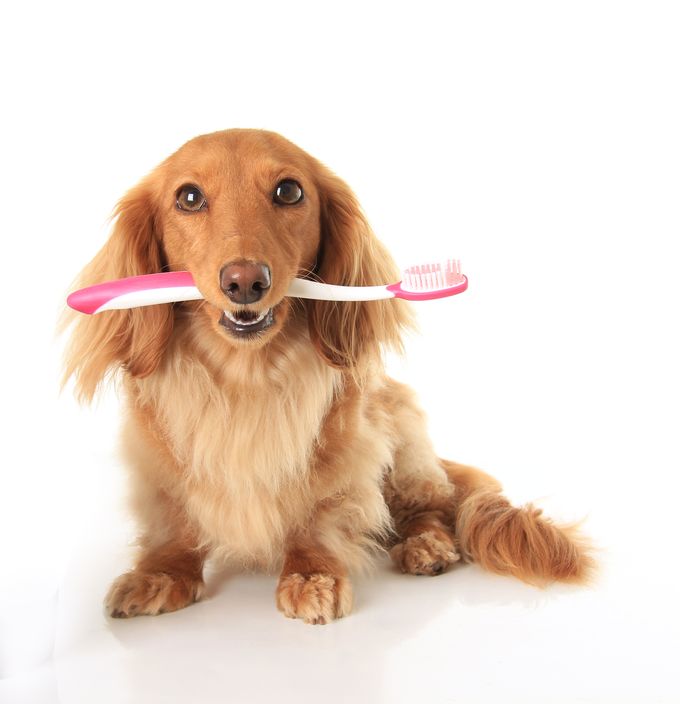 pet dental care