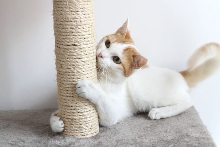 cat scratching post